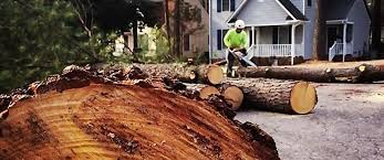 How Our Tree Care Process Works  in  Flanders, NJ