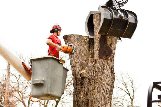  Flanders, NJ Tree Removal Services Pros